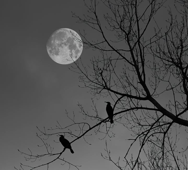 The image depicts a nighttime scene with a full moon illuminating the dark, cloudy sky. In the foreground, the silhouette of a leafless tree with numerous thin, twisting branches is visible. Sitting on two of these branches are two birds, also shown in silhouette, facing different directions. The setting suggests a quiet, outdoor environment possibly near a residential area, and the scene reflects calm with natural elements. This type of imagery may be used to evoke a peaceful or serene atmosphere, relevant to contexts like home relocation or moving services offered by Removal Van Merton, especially when emphasizing careful handling and transport of belongings in natural or outdoor environments.